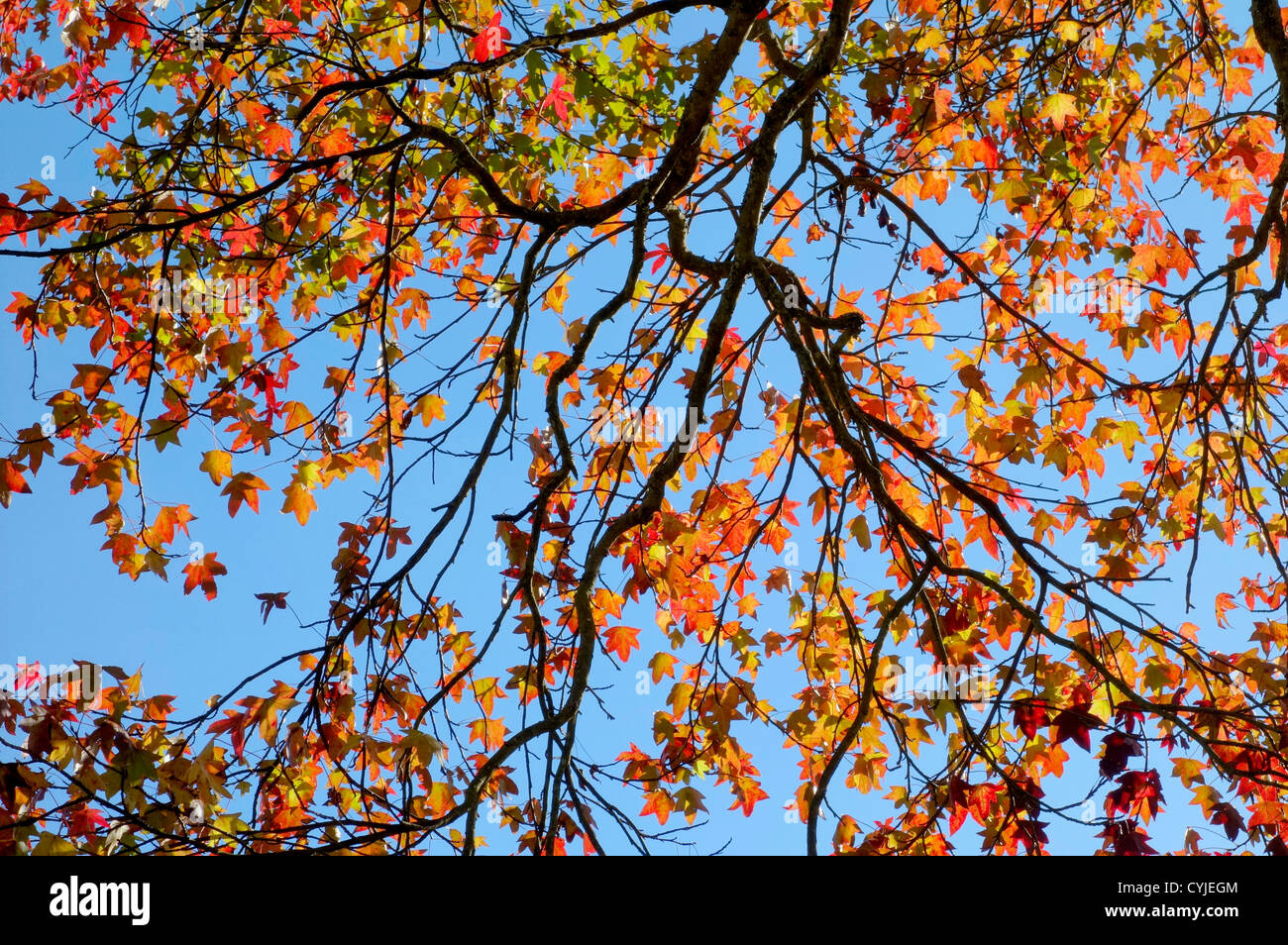 Colourful autumn fall leaves on a sunny day. Stock Photo