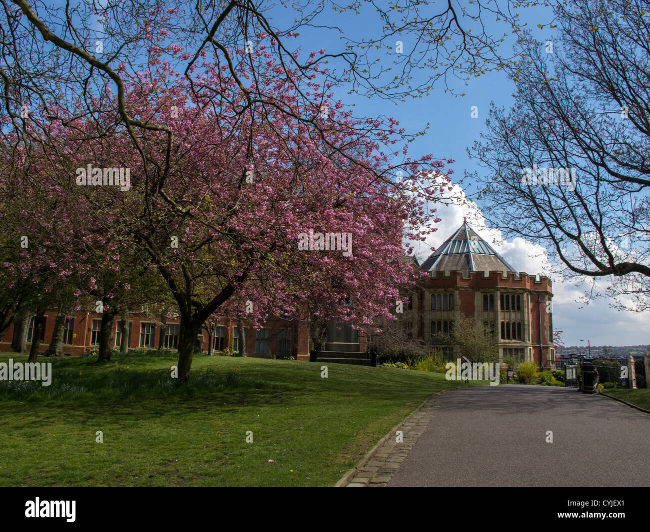 University of Sheffield buildings Firth Court with cherry blossom trees in bloom Sheffield South Yorkshire England Stock Photo
