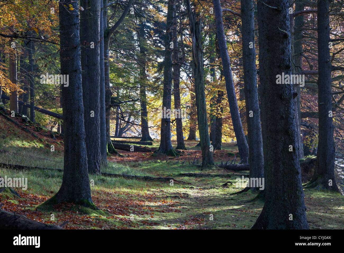 Mixed Woodland Containing Deciduous and None Deciduous Pine Trees in Autumn UK Stock Photo