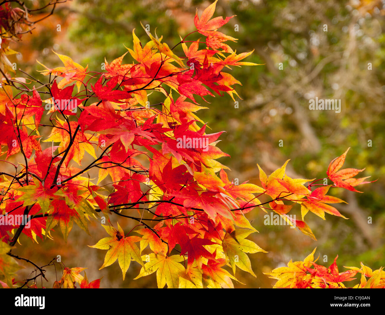 Acer leaves, common name Maple, in full Autumn colour  in Winkworth Arboretum, Surrey, UK Stock Photo