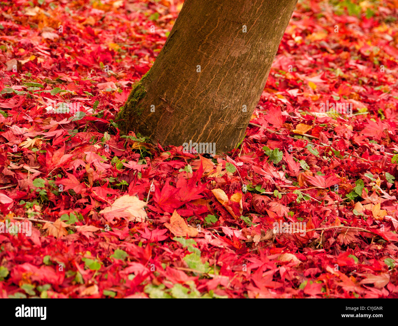 Acer leaves, common name Maple, in full Autumn colour in Winkworth Arboretum, Surrey, UK Stock Photo