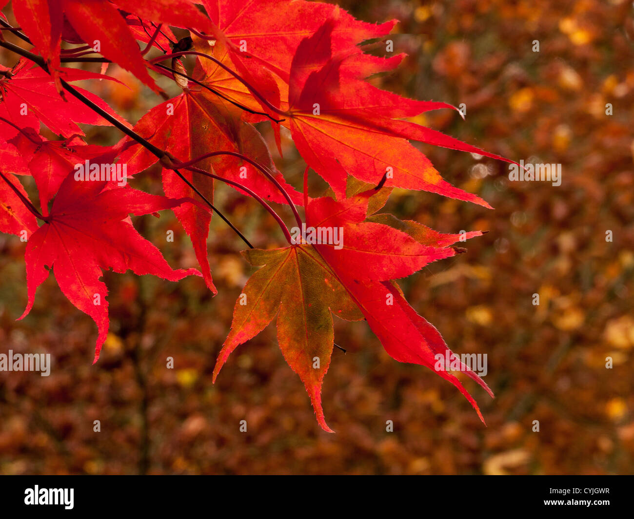 Acer leaves, common name Maple, in full Autumn colour  in Winkworth Arboretum, Surrey, UK Stock Photo