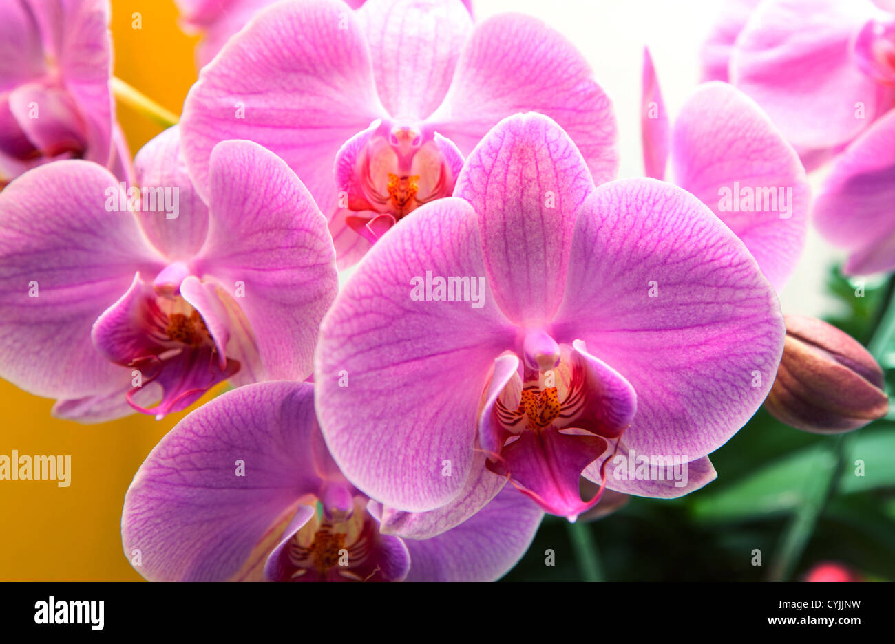 Botanical orchids hi-res stock photography and images - Alamy