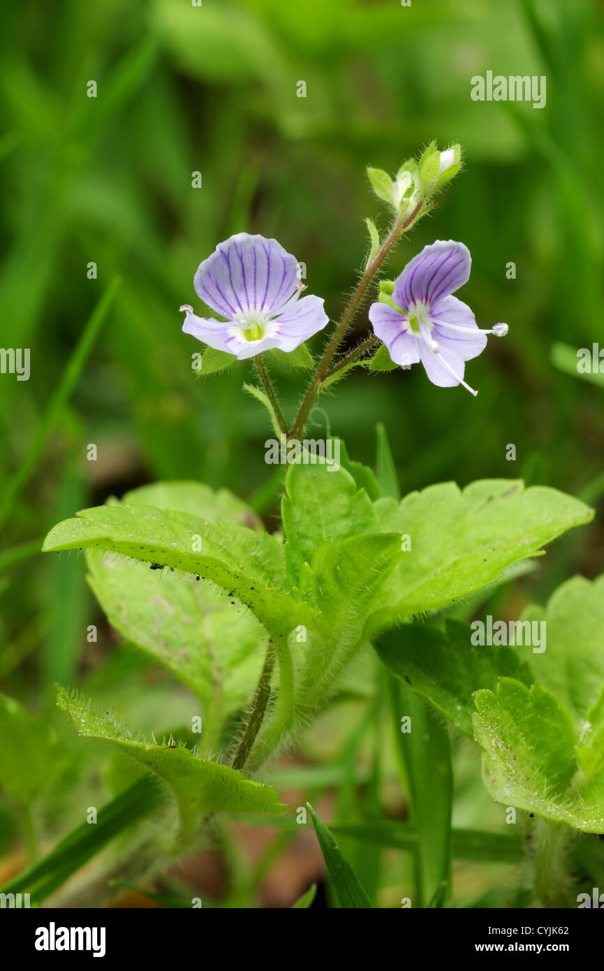 Lilac Ivy Leaved Speedwell - Veronica hederifolia Stock Photo