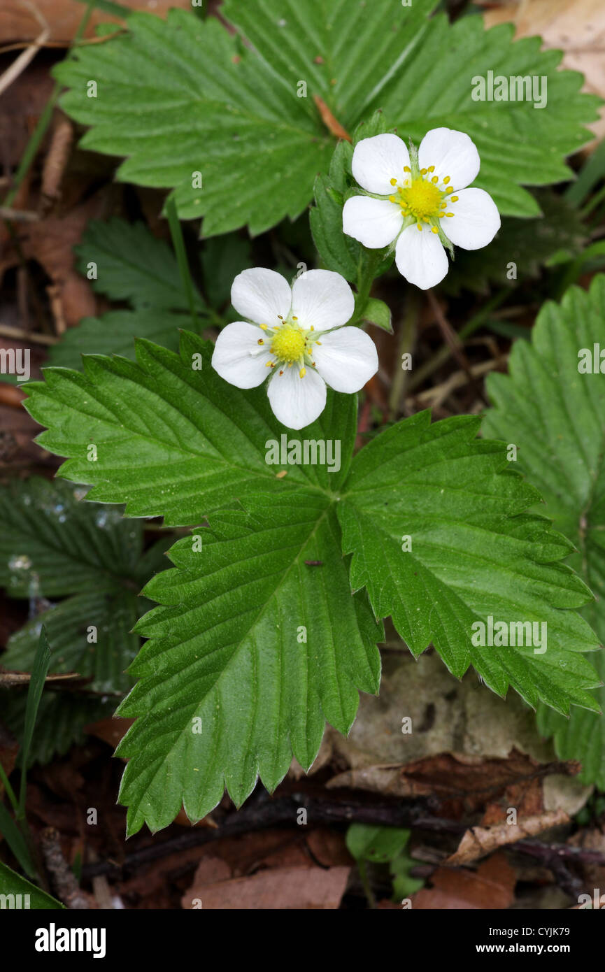 Wild Strawberry - Fragaria vesca Stock Photo - Alamy