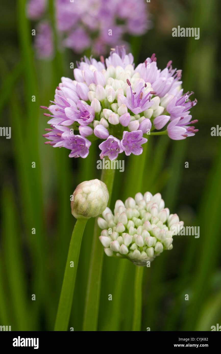 Allium angulosum Stock Photo Alamy