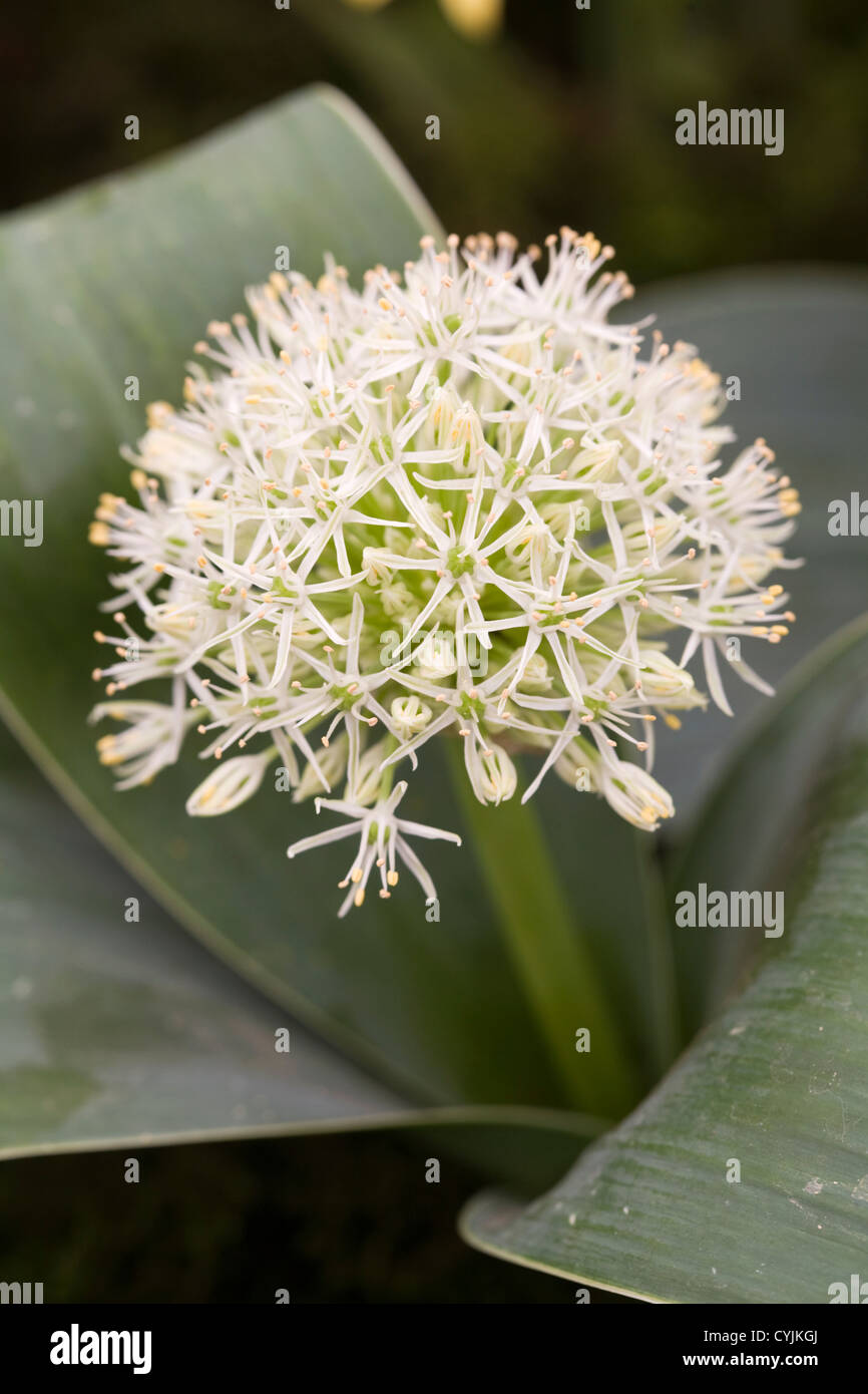 Allium karataviense 'Ivory Queen' Stock Photo
