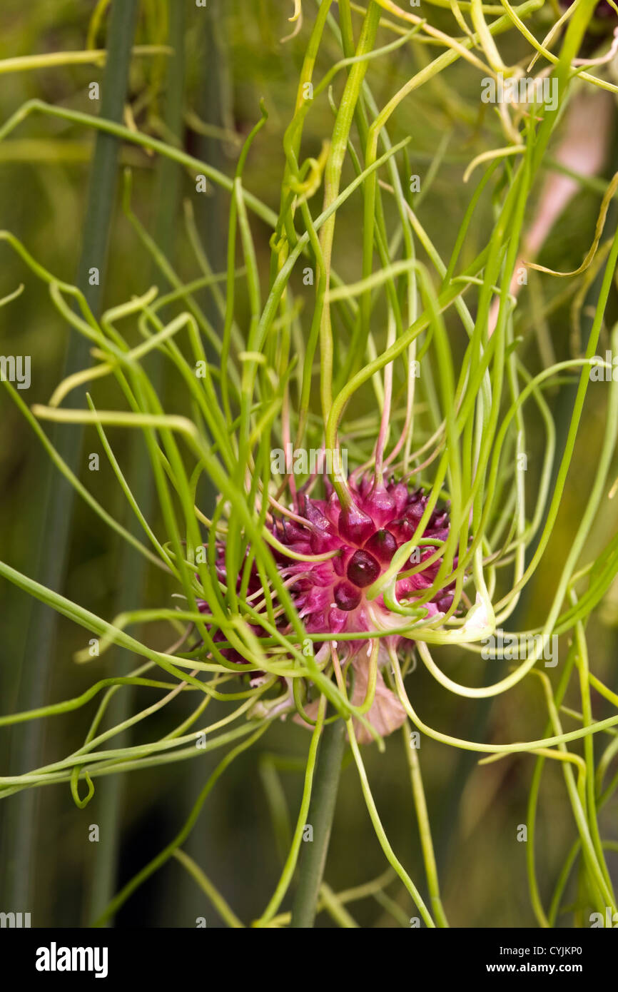 Allium vineale 'Hair' Stock Photo - Alamy