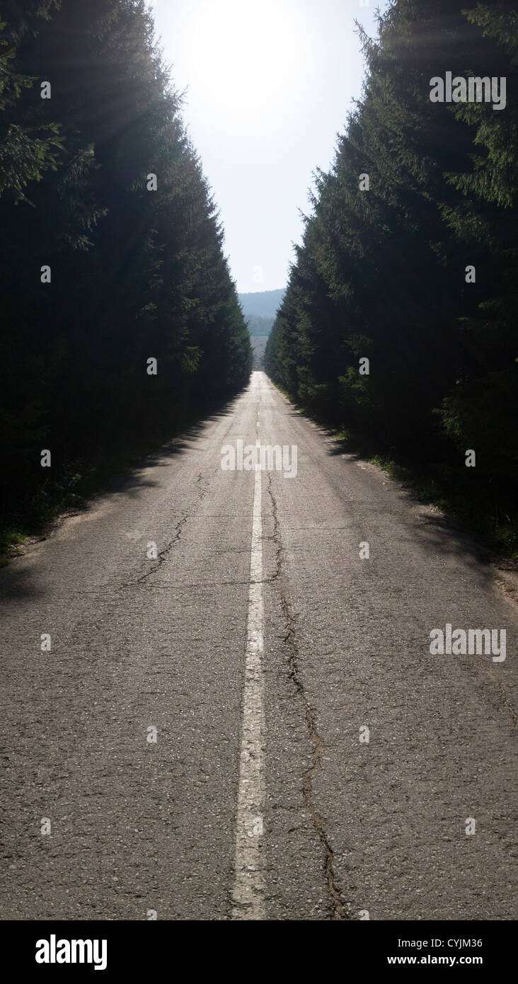 A straight asphalt road disappearing into the distance between lines of ...