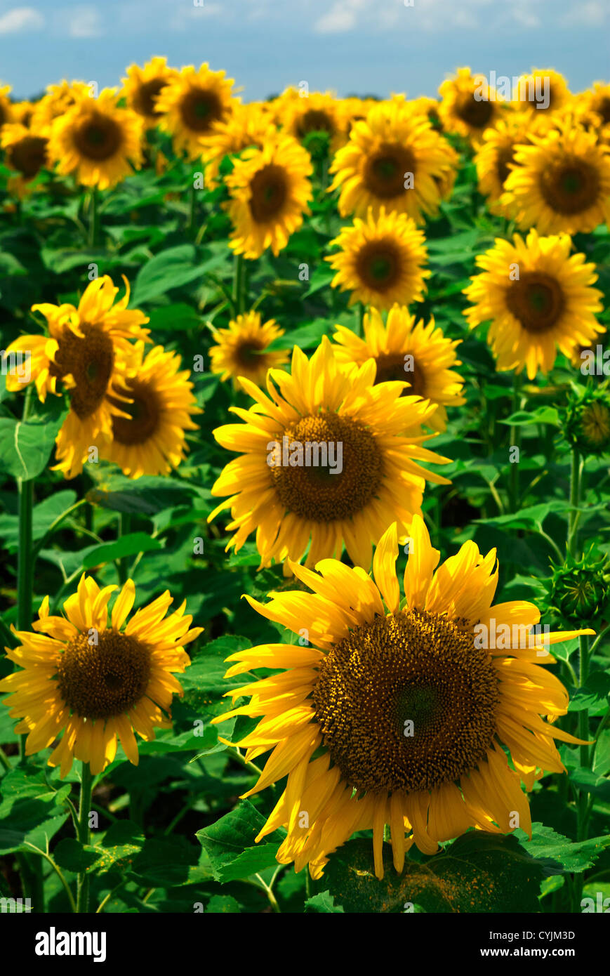 Field of sunflowers on a background of the cloudy blue sky Stock Photo ...