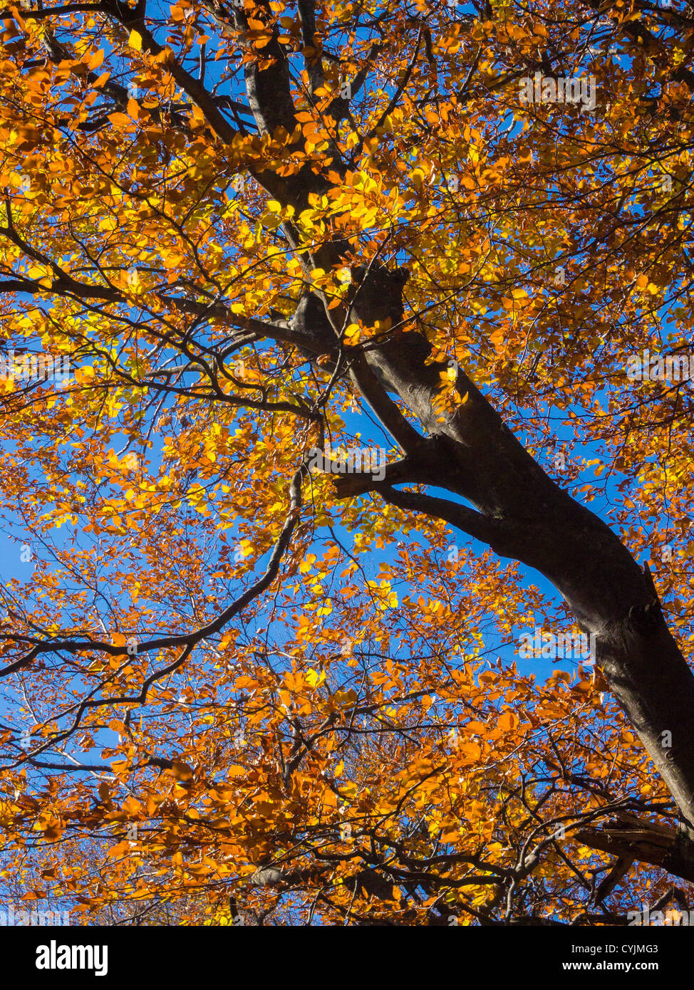 Golden color of autumn leaves against deep blue sky Stock Photo - Alamy