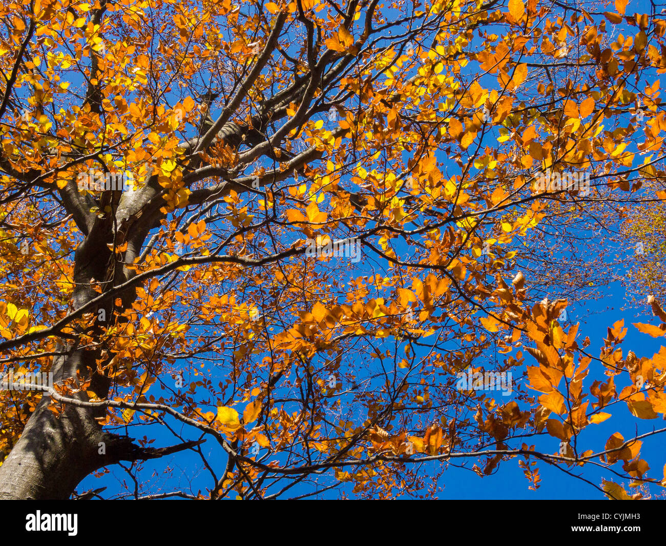 Golden color of autumn leaves against deep blue sky Stock Photo - Alamy