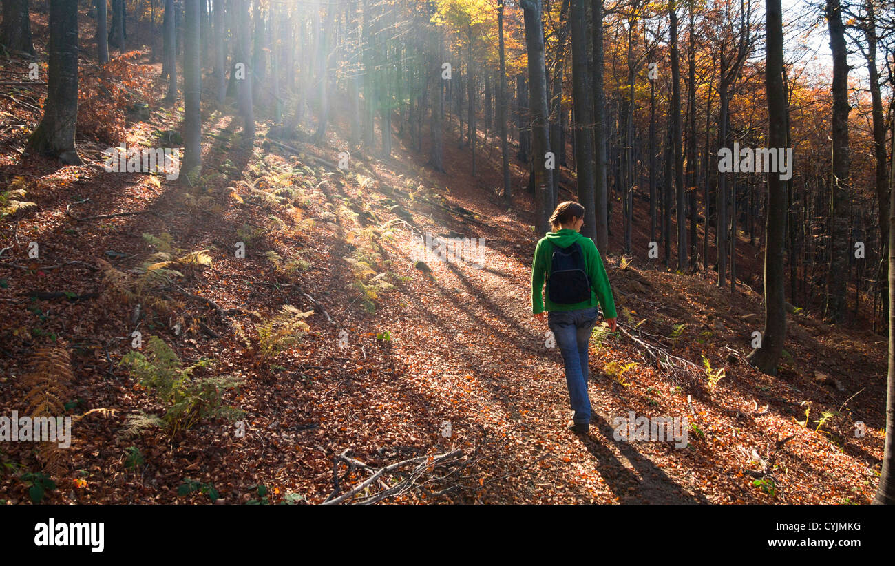 Forest trekking hi-res stock photography and images - Alamy