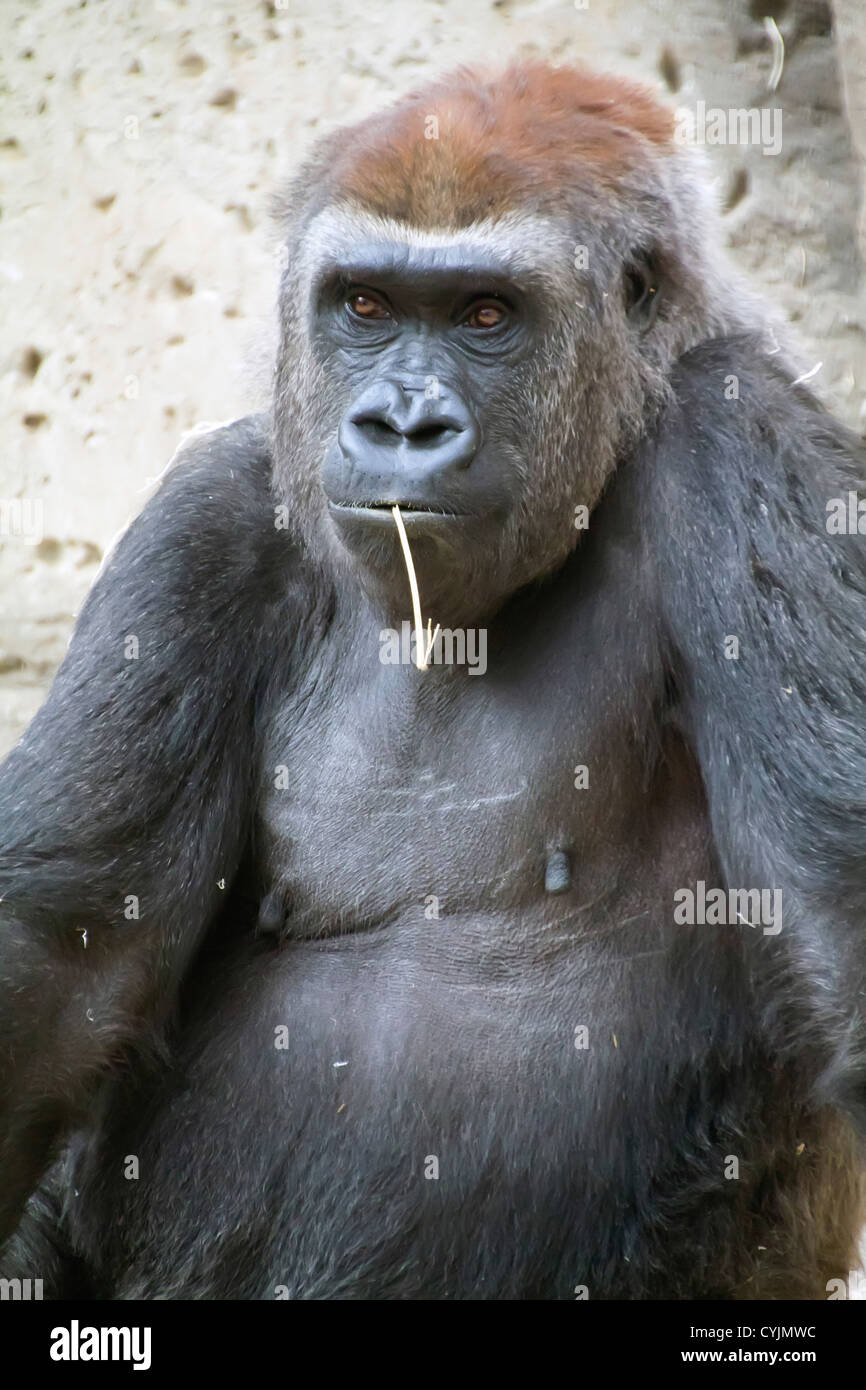 gorilla seated and relaxed Stock Photo