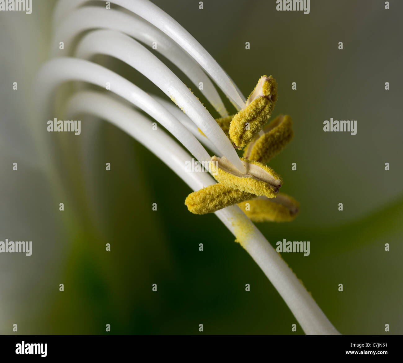 details of the stem of amaryllis Stock Photo