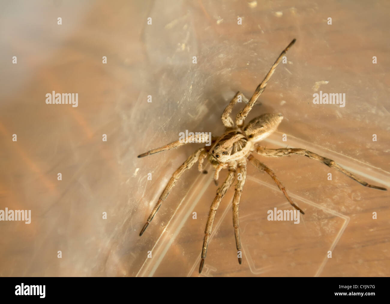 Awesome Wolf Spider Stock Photo - Alamy