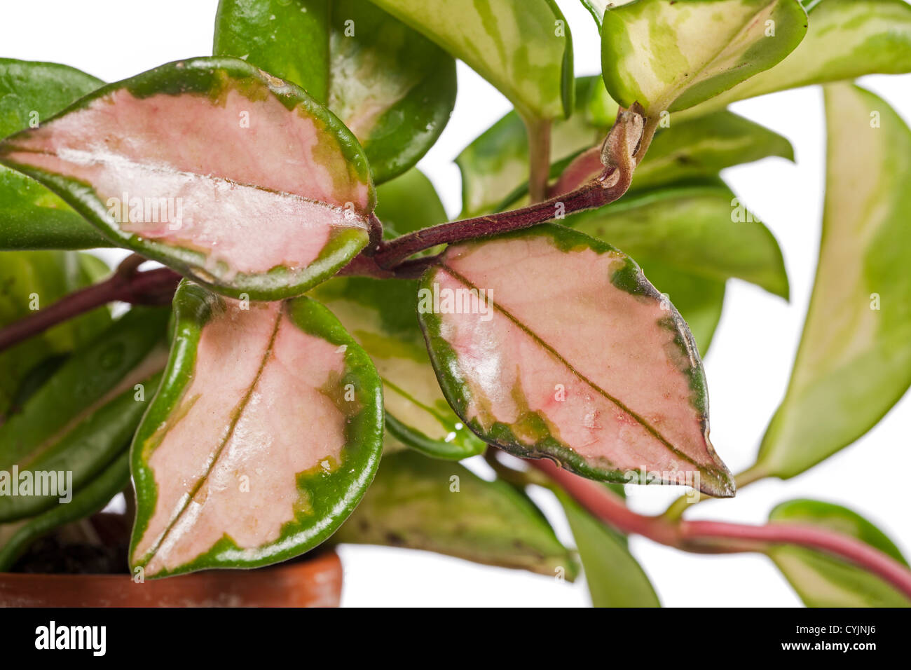 'Tricolor, Krimson Queen' Waxplant, Porslinsblomma (Hoya carnosa) Stock Photo