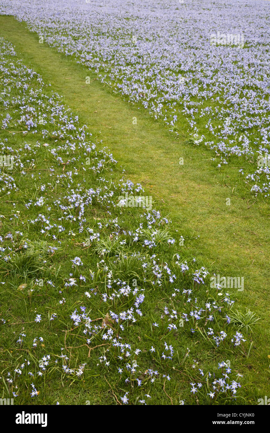 Chionodoxa in grass; mown path; Royal Botanic Gardens, Kew Stock Photo