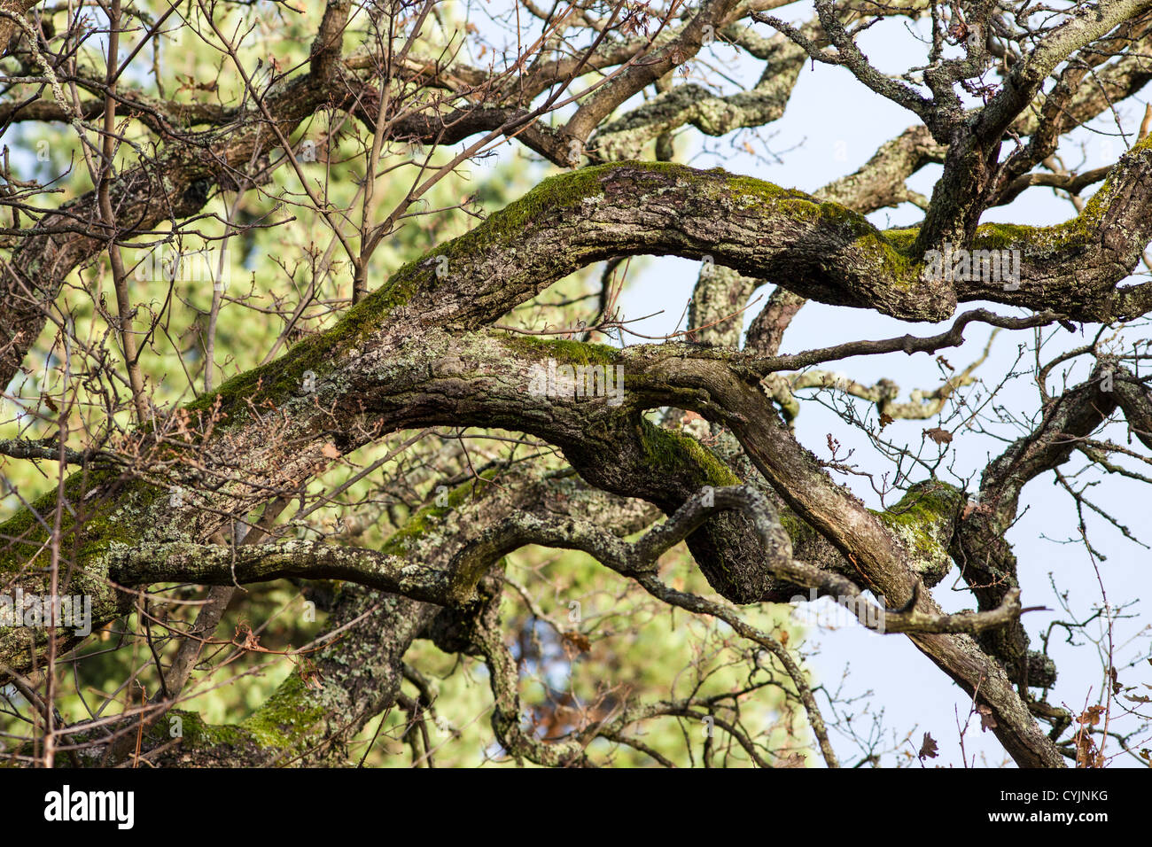 Old oak tree with mossy trunk in autumn Stock Photo