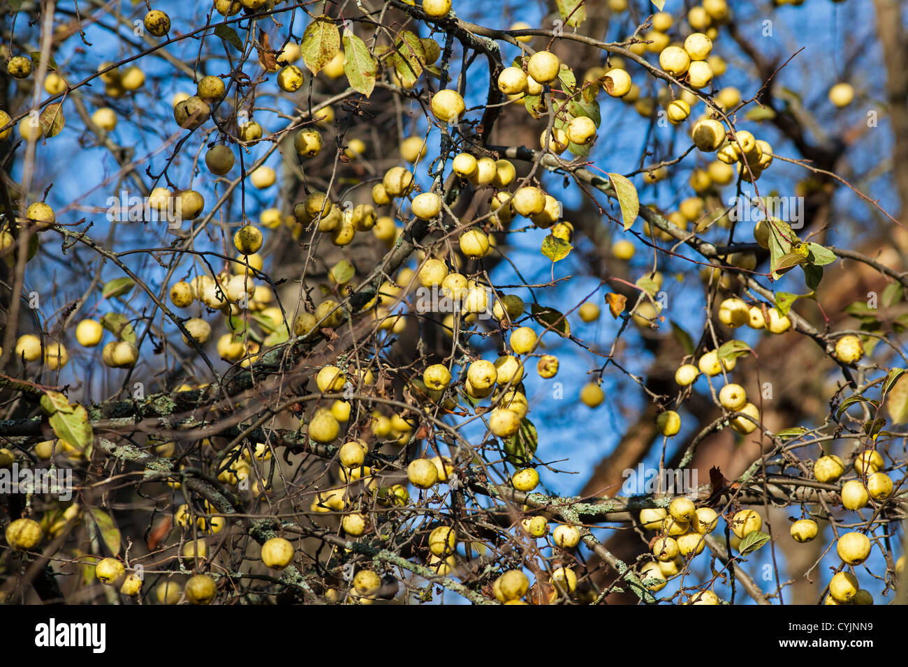 Fall fruit Stock Photo