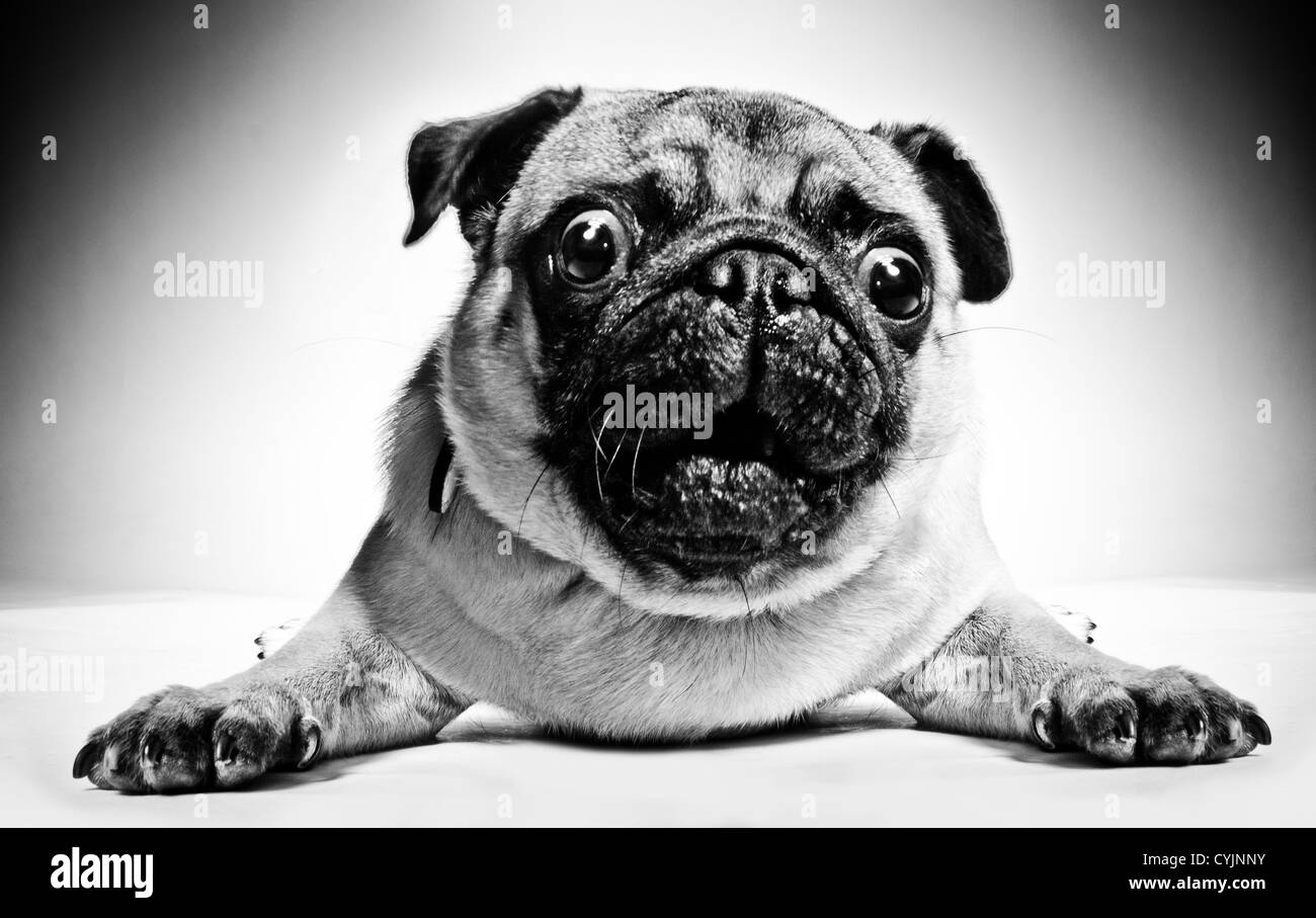 Black and white closeup portrait of a pug with large staring protruding eyes and a cute frown lying facing the camera Stock Photo