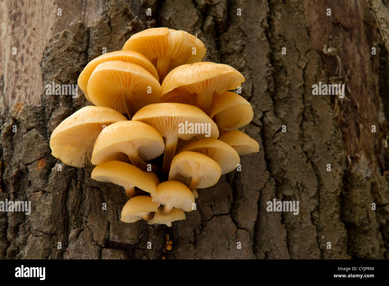 yellow mushrooms on a tree trunk in the autumn forest Stock Photo
