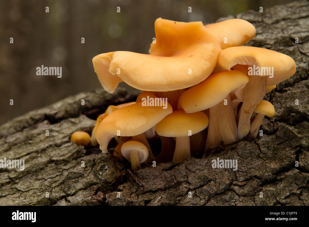 group of autumn mushrooms growing from tree bark Stock Photo