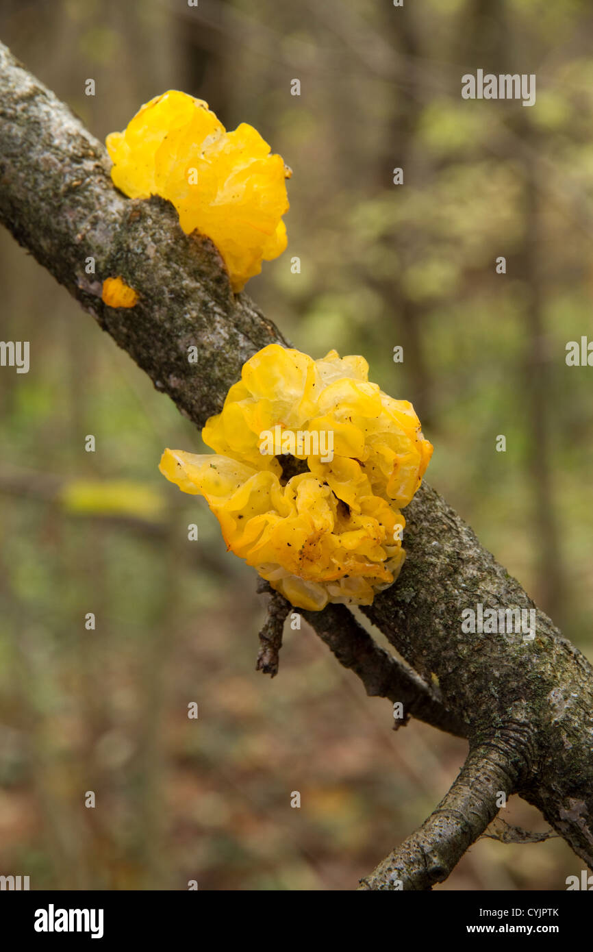 Orange mushrooms on tree stump hires stock photography and images Alamy