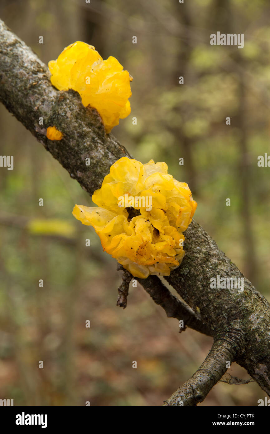 orange mushrooms on tree branches Tremella mesenterica Stock Photo