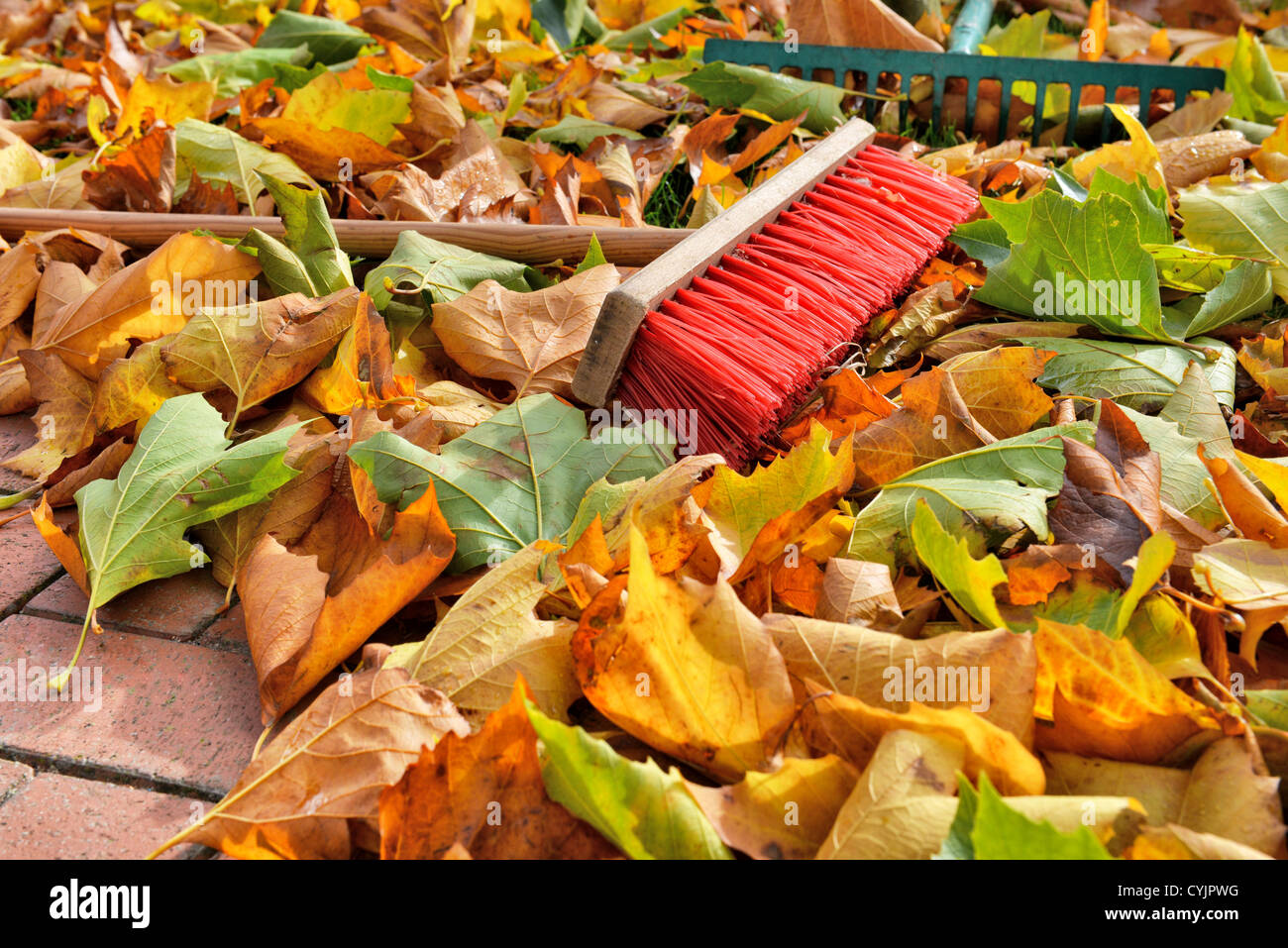 Sweeping Autumn Leaves High Resolution Stock Photography and Images Alamy