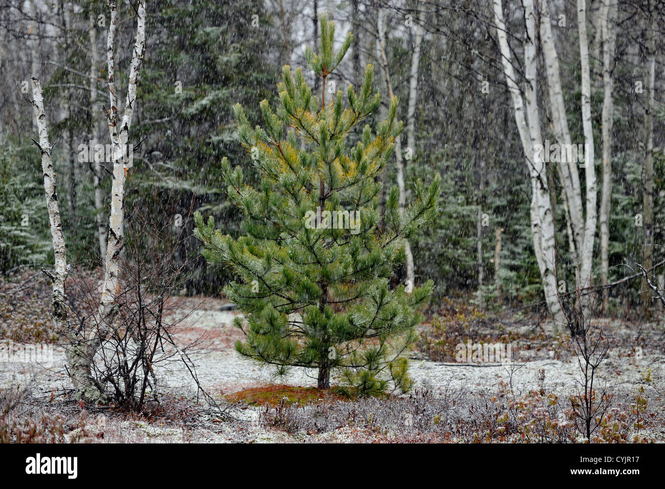 Pine tree in a snowstorm, in an old meadow, Greater Sudbury, Ontario ...