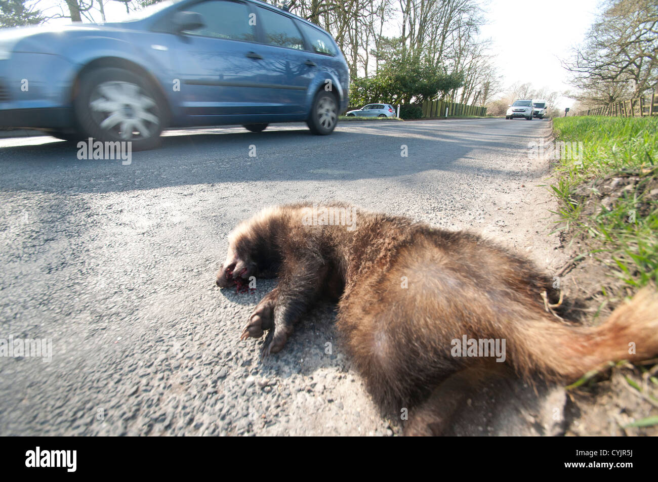A European Badger lying dead on the side of the road Meles meles Stock Photo
