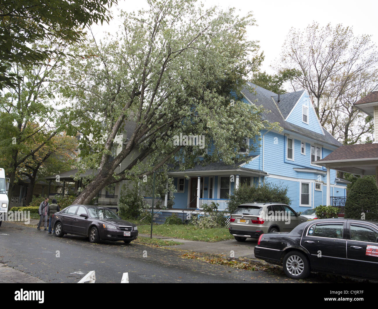 The aftermath of Hurricane Sandy can be seen all over NYC as with this downed tree in the Ditmas Park section of Brooklyn. Stock Photo