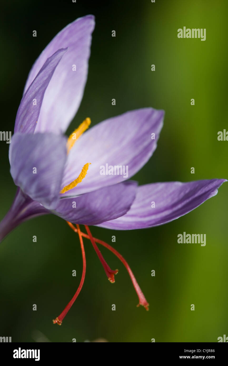 Crocus sativus Stock Photo