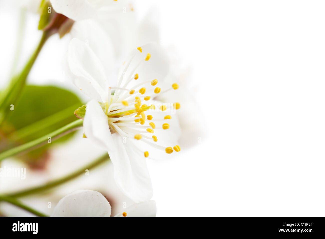 White flowers of cherry tree over white background Stock Photo - Alamy
