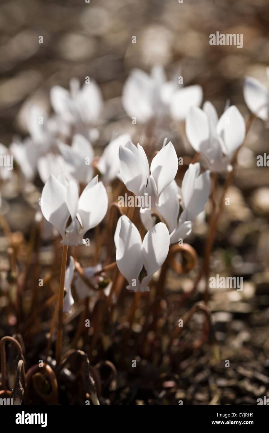 Cyclamen hederifolium albiflorum Stock Photo