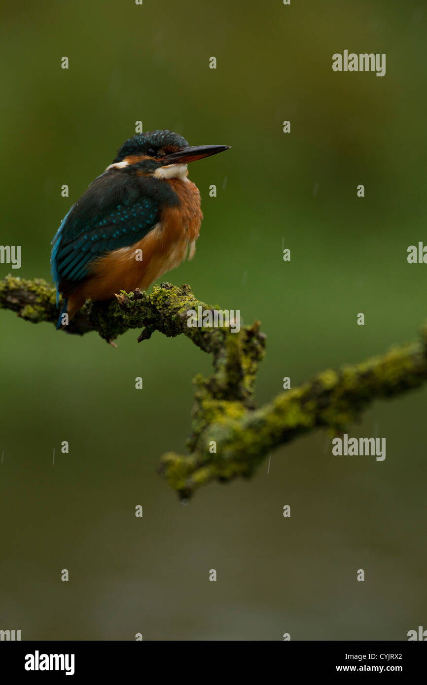 Female Kingfisher perched in Dorset UK Stock Photo