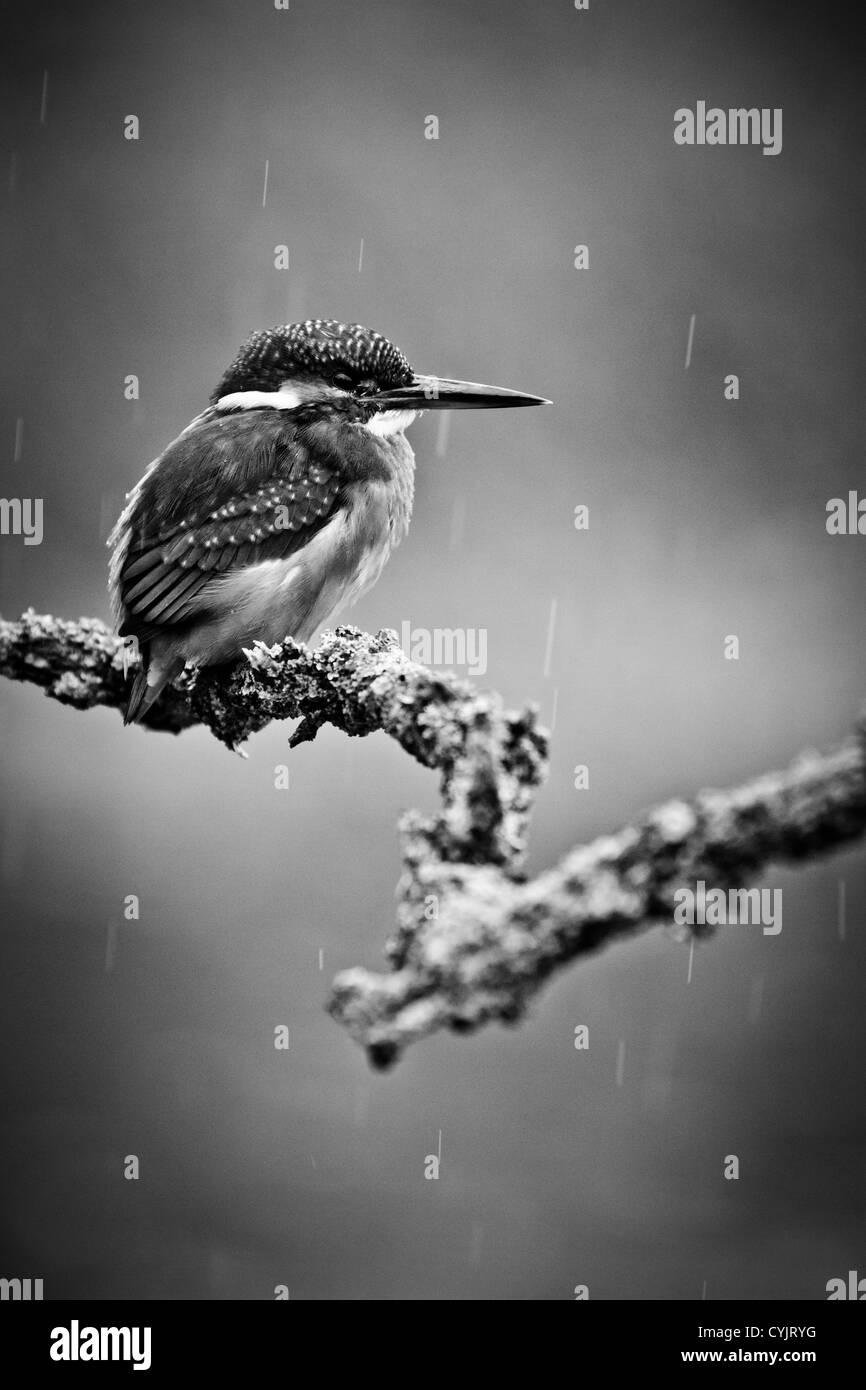 A kingfisher perched in the rain Stock Photo