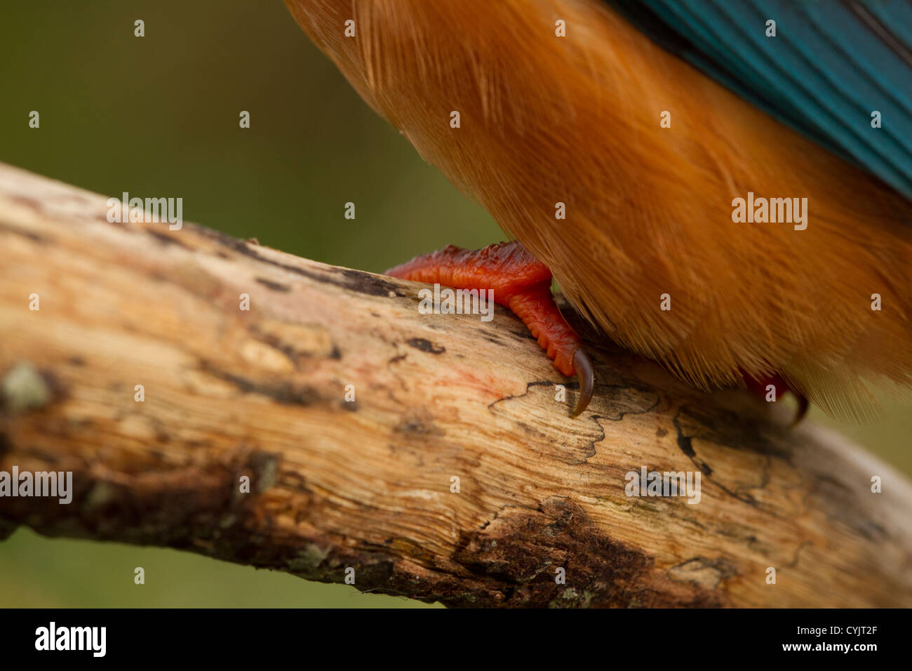 Close up of a female kingfisher (Alcedo atthis) Stock Photo