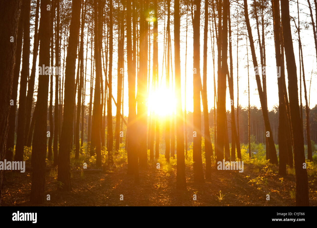 forest at sunset Stock Photo - Alamy