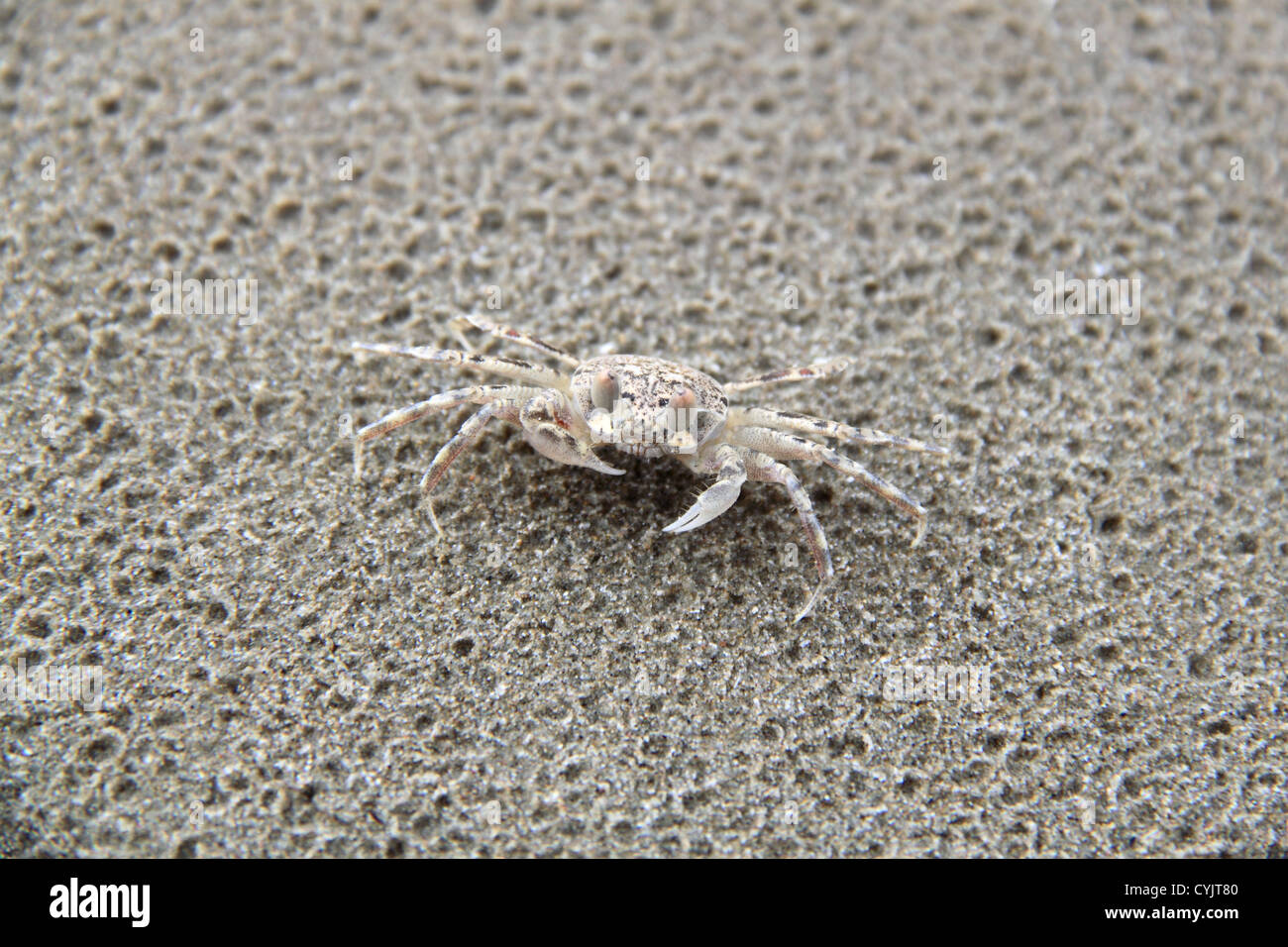 Sand Crab Hi Res Stock Photography And Images Alamy