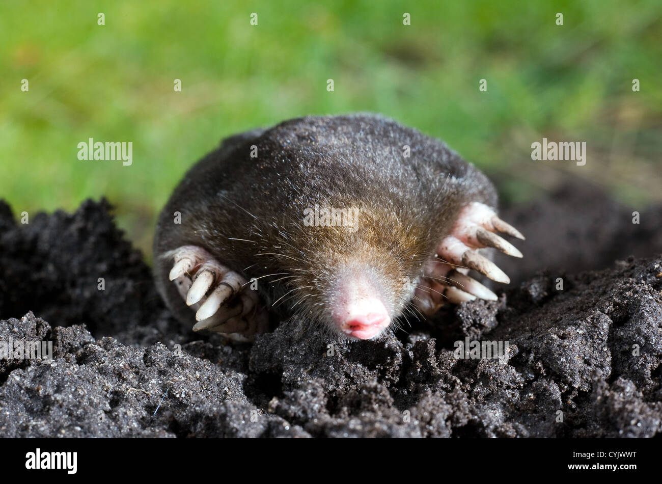 A mole is crawling through the sand Stock Photo