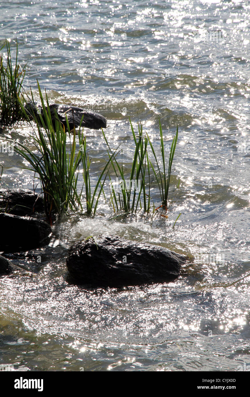 Aquatic plant plants vegetation hi-res stock photography and images - Alamy