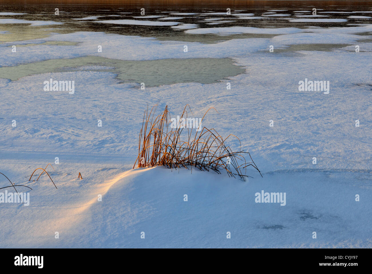 Kelly Lake shoreline with snowdrifts, fresh ice and marsh grasses, Greater Sudbury, Ontario, Canada Stock Photo
