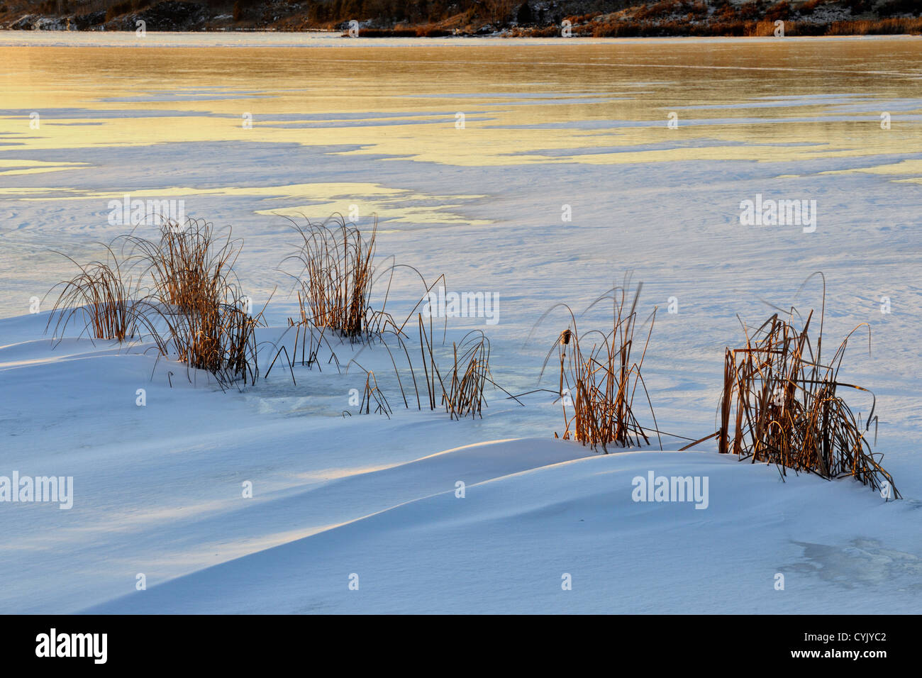 Kelly Lake shoreline with snowdrifts, fresh ice and marsh grasses, Greater Sudbury, Ontario, Canada Stock Photo
