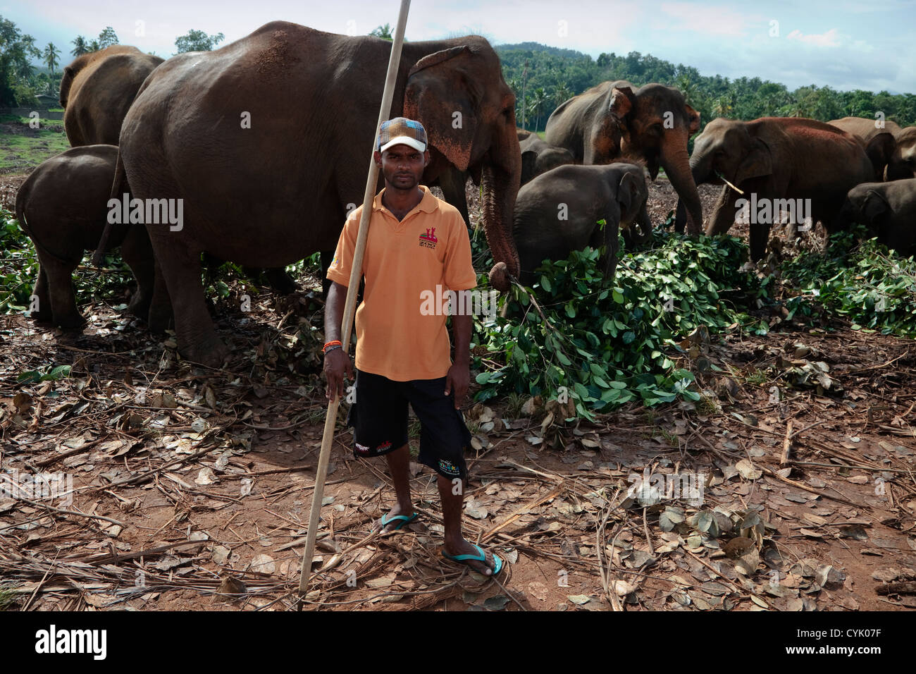 Mahood with his elephants at the Pinnawala elephant orphanage at Rambukkana near Kegella village, Sri Lanka Stock Photo