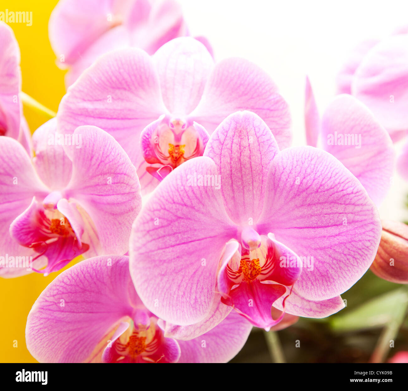 Natural orchids hi-res stock photography and images - Alamy