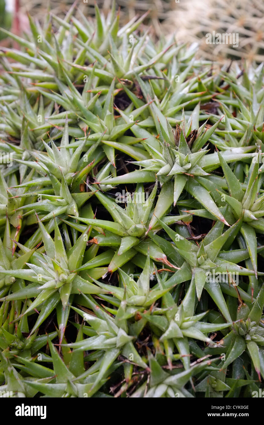 Deuterocohnia brevifolia Stock Photo