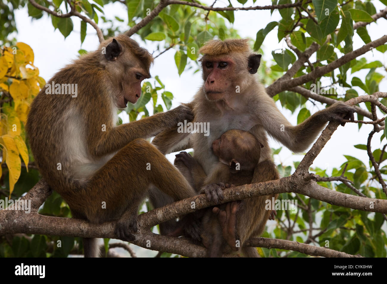 Family of rhesus macaque monkeys grooming, Sri Lanka Stock Photo