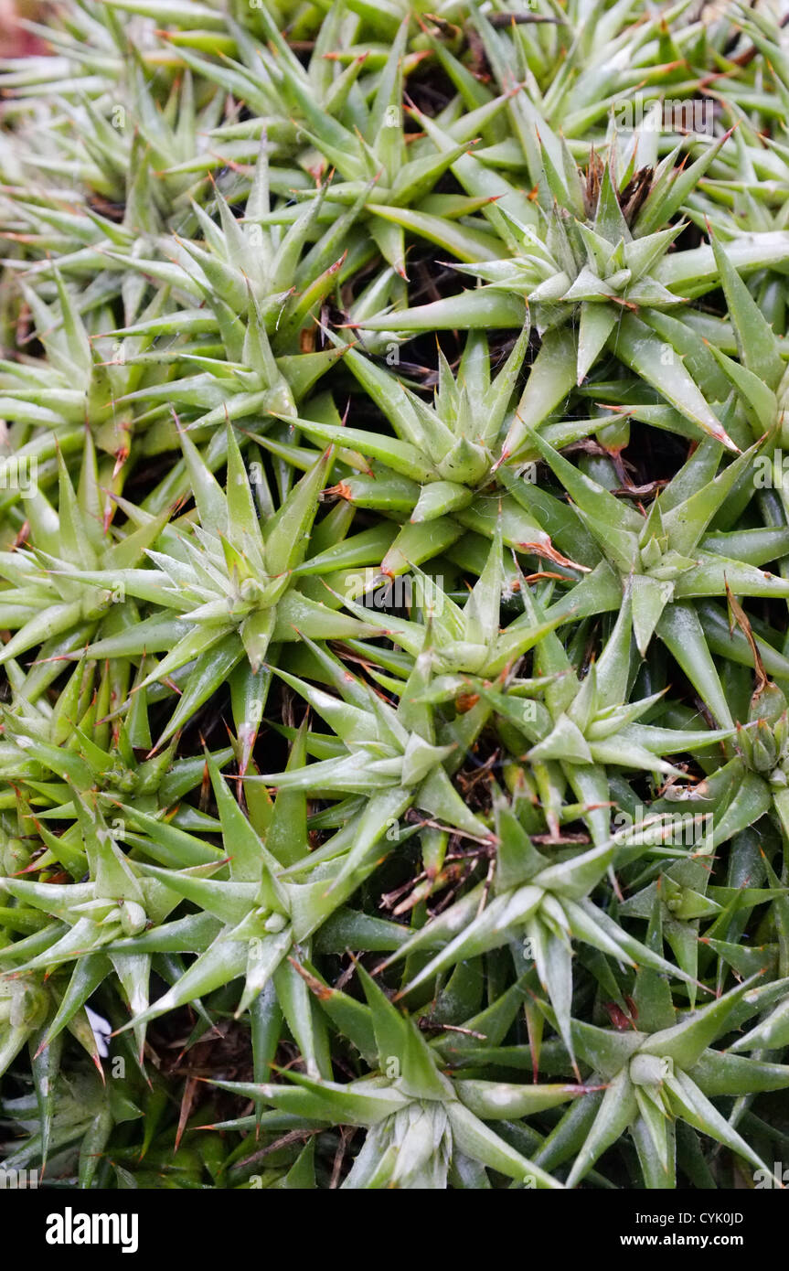 Deuterocohnia brevifolia Stock Photo